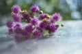 Milk thistle Silybum marianum on a glass wet surface, dry medicinal herb thistle, herbal homeopathy, dry herbs in beautiful
