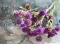 Milk thistle Silybum marianum on a glass wet surface, dry medicinal herb thistle, herbal homeopathy, dry herbs in beautiful