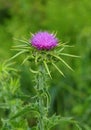 Milk Thistle - Silybum marianum growing in nature. Royalty Free Stock Photo