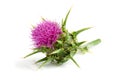 Milk thistle Silybum marianum isolated