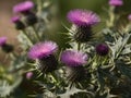 Milk Thistle (Silybum marianum) in the garden