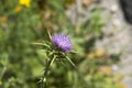 Milk Thistle Royalty Free Stock Photo
