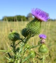 Milk thistle thistle Royalty Free Stock Photo