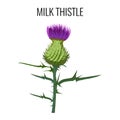 Milk thistle on white background. Blessed milkthistle,