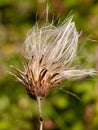 milk thistle white flower head strands in summer Silybum marianum Royalty Free Stock Photo