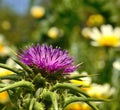 Flowerhead of milk thistle on background of daisies