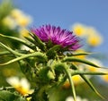 Colorful flowerhead of milk thistle in full splendor Royalty Free Stock Photo