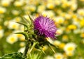 Milk thistle on unfocused background of daisies Royalty Free Stock Photo