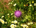 Milk thistle on wild flowers