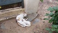 Milk time for kitten