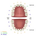 Milk tooth medical illustration, fdi tooth scheme infographic Royalty Free Stock Photo