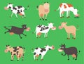 Milk vector cow bull with calf buffalo different cows colors dairy farm beef, nature domestic farm animals. Cartoon Royalty Free Stock Photo