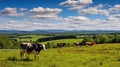 milk vermont cows Royalty Free Stock Photo