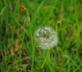 Milk Weed Dandy Lions ready to blow