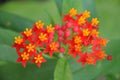 Milk Weed Royalty Free Stock Photo