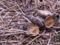 Milk weed pods