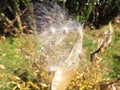 Milk Weed Seeds Blowing In The Wind