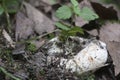 Milk-white brittlegill mushroom