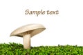 Milk-white brittlegill mushroom russulaceae Royalty Free Stock Photo