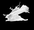 Milk or white liquid splash isolated on black background Royalty Free Stock Photo