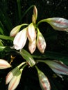 Milk and wine lilies pink striped trumpet lilies crinum latifolium Royalty Free Stock Photo