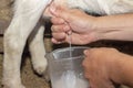 Milk yield goat hand milks goat udder milk flows into jar