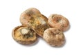 Milkcap mushrooms Royalty Free Stock Photo