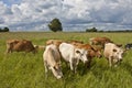 Milkcows on pastureland