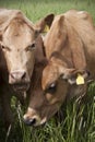 Milkcows on pastureland