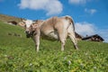 Milker cow in alpine landscape on the meadow