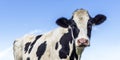 Milker cow black and white, pink nose, in front of a blue sky