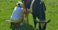 Milker milk cow on a green field