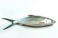 Milkfish (Chanos chanos) Royalty Free Stock Photo