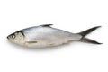 Milkfish is an important seafood in Southeast Asia as it is easily farmed. Royalty Free Stock Photo