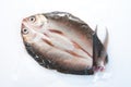 Milkfish Royalty Free Stock Photo