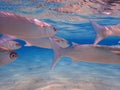 milkfish in the red sea