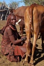 Milking in africa Royalty Free Stock Photo