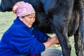 Milking of black cow in Kyrgyzstan