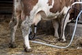 Milking a brown cow with a machine Royalty Free Stock Photo