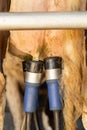 Milking cluster attached to a cow`s udder Royalty Free Stock Photo
