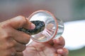 Milking cobra snake venom in Thailand