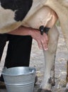 Milking cow