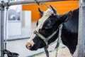 Milking cow at agricultural animal exhibition, trade show - close up Royalty Free Stock Photo