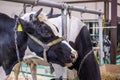 Milking cow at agricultural animal exhibition, trade show - close up Royalty Free Stock Photo