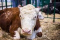 Milking cow at agricultural animal exhibition, trade show - close up Royalty Free Stock Photo