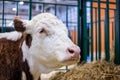 Milking cow at agricultural animal exhibition, trade show - close up Royalty Free Stock Photo