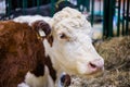 Milking cow at agricultural animal exhibition, trade show - close up Royalty Free Stock Photo