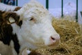 Milking cow at agricultural animal exhibition, trade show - close up Royalty Free Stock Photo