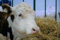 Milking cow at agricultural animal exhibition, trade show - close up Royalty Free Stock Photo