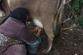 Milking cow. Detail of manual milking milk in rural farm. village life Royalty Free Stock Photo